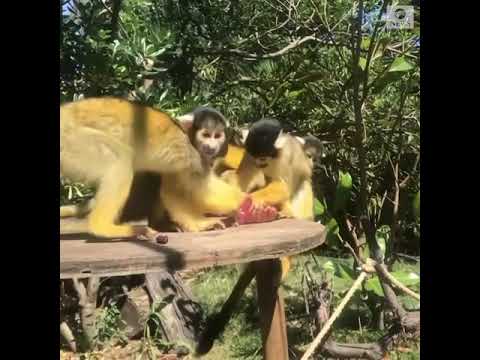 Bolivian black-capped squirrel monkeys cool down with ice treats | ABC News