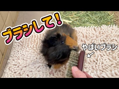 モルモットがたのみに来る！やばいブラシを発見しました【小動物必見】　I Found an Amazing Brush that Makes My Guinea Pig So Happy!