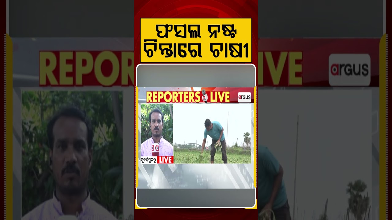 ଫସଲ ନଷ୍ଟ, ଚିନ୍ତାରେ ଚାଷୀ | Argus Reels | Subarnapur News | Crop Damage | HeavyRain | Argus News