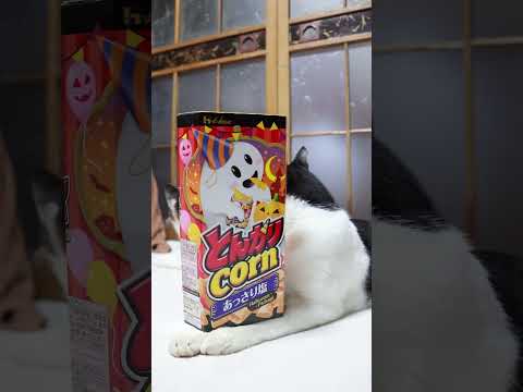 とんがりコーンのハロウィーンデザインと猫の癒し動画 サムネイル