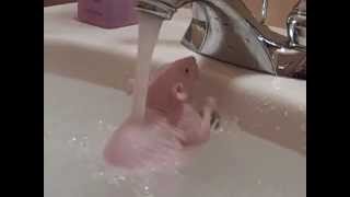 無毛老鼠洗澡-超古錐！