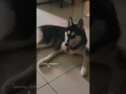 #song #music #youtubeshorts #trending #ytshorts #reels #dogshorts #dog #dogs #pets #shorts #petlover