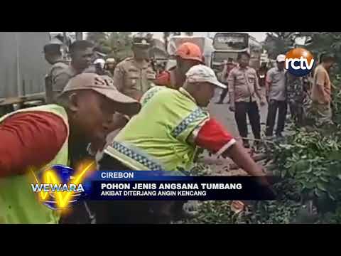 Pohon Jenis Angsana Tumbang