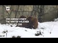Zoo animals enjoy the winter weather in Chicago zoo  - 01:00 min - News - Video