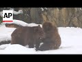 Zoo animals enjoy the winter weather in Chicago zoo