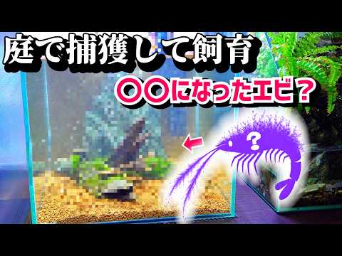 庭水路で捕まえた変わった姿のエビ…飼育水槽を立ち上げる！