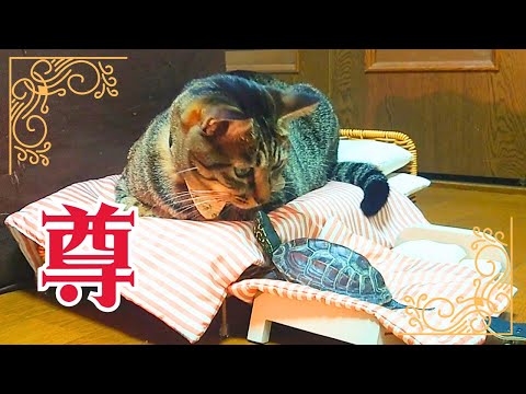 猫が大好きすぎる亀におそろいベッドをプレゼント【Give a matching bed to a turtle who loves cats!】