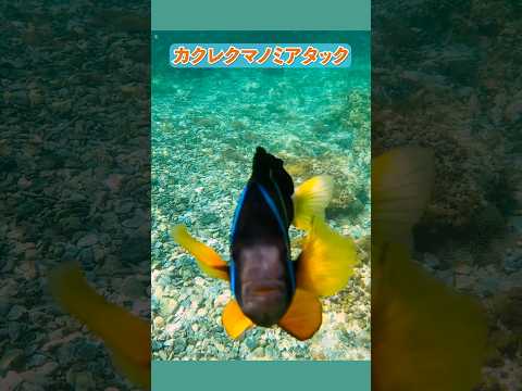 【恐怖】カクレクマノミアタック Clownfish attack #カクレクマノミ #衝撃映像