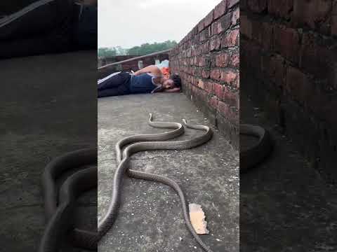 cobra snake man new trending video short new Hindi video