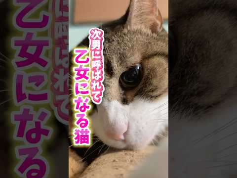 猫の動画サムネイル - 次男に呼ばれただけなのに⁈#cats #shorts #球太