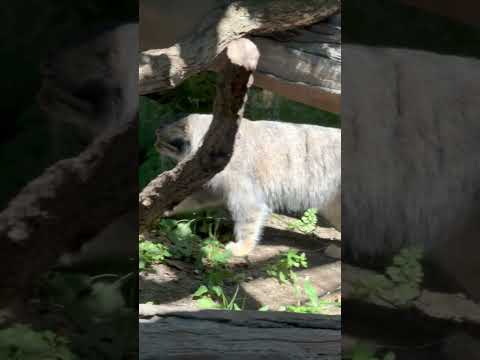 那須どうぶつ王国でナゴムくんとマヌルネコのかわいい瞬間を紹介 サムネイル