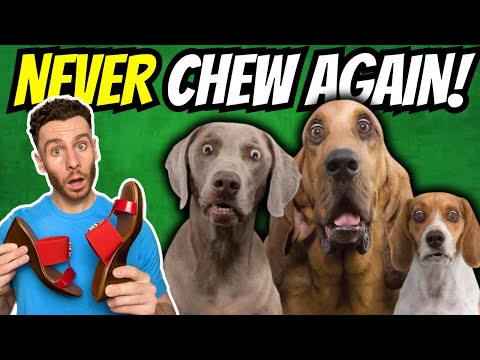 Dog Chewing Solved In 9 Seconds