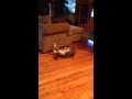 Fat cat doing his crunches - YouTube
