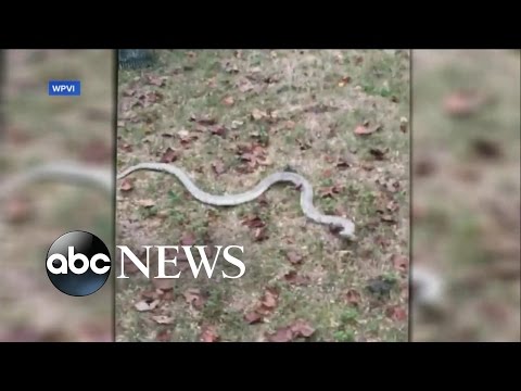 Snake Escapes From Home, Found in Neighbor's Yard