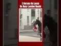 London News | Riderless Horses Seen Galloping Through Streets Of London  - 00:20 min - News - Video