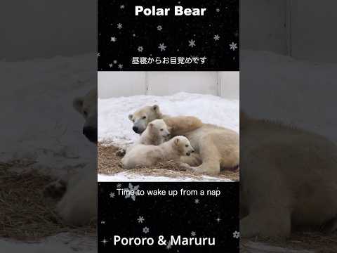 寝起きが可愛い双子のホッキョクグマ #polarbear #shorts