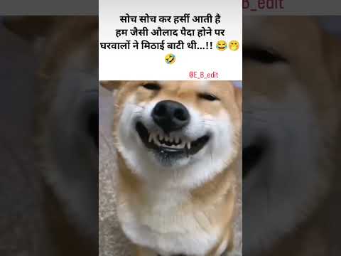मिठाई बाबी ती..!! #funny #bappa #funnyanimals #comedy #konkancomedy #memes #funnycatanddog