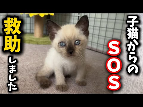 子猫を救い出す瞬間を伝える動画と救助の様子 サムネイル