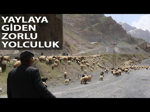 Hakkari’de Yayla Göçü