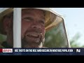Bee thefts on the rise amid surge in honeybee deaths  - 01:50 min - News - Video