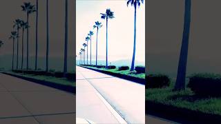 “Chill Drive in Japan’s Palm Road | Lo-Fi Mood”