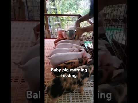 Baby pig morning feeding #shortsfeed #piglet #shorts