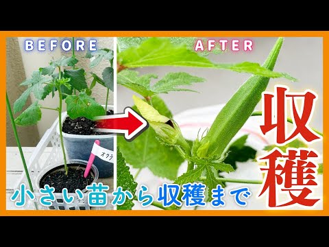 【100均】植えて4ヶ月半、ついに収穫します【オクラ栽培】