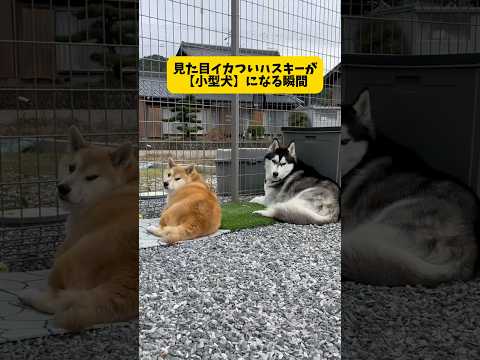 見た目イカついハスキーが小型犬になる瞬間がヤバすぎた#シベリアンハスキー #おもしろ #柴犬#shorts #shortvideo #youtubeshorts