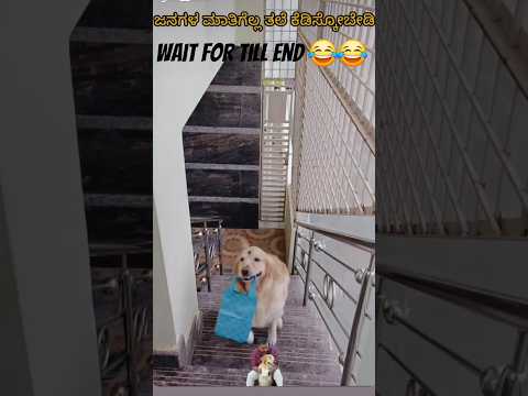 #DogLovers #CuteDog #FunnyDogs #DogViral #DogVideo #PuppyLove #PetViral #DogLife #InstaDog #DogTok