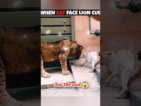 wait for end 😱 #trending#animals#wildlife#lion#shorts#youtube