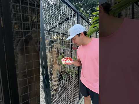 Feeding my pet Coatimundi his favorite snacks! 