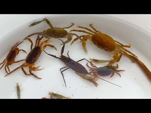 日本の綺麗な川でガサガサ。水生昆虫、カニ、ドジョウ。