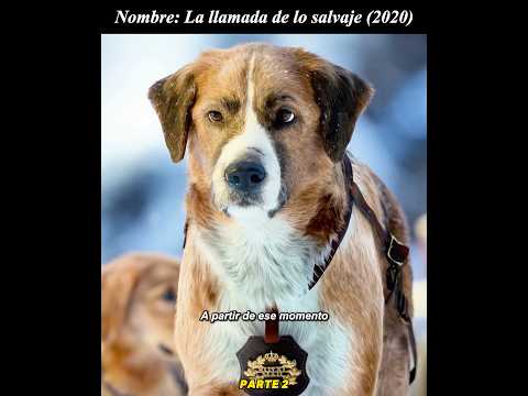 😲😲Este perro llamado Buck es un auténtico líder.