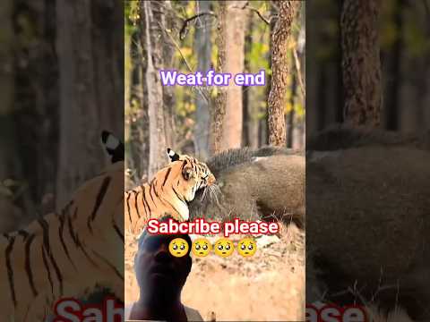 bengal tiger vs suar #tiger #wildlife #leopard #bigcat #shortsfeed #youtubeshorts #wildlifeentertain
