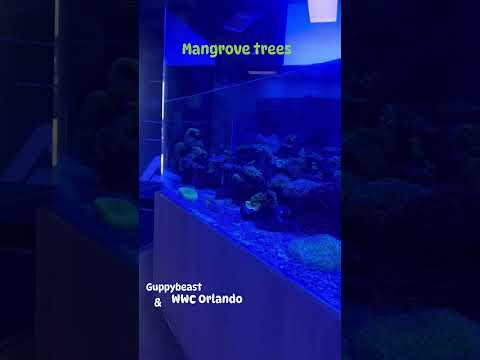 Mangrove trees 🌴 for all aquariums saltwater fr 