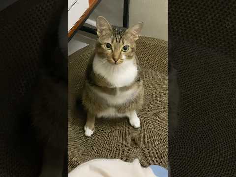 猫の動画サムネイル - Don’t doubt it — it’s tutu singing.