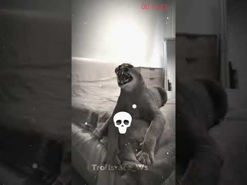 you are not afraid of animals #shorts #ytshorts #animals #animalshorts #shark #explore