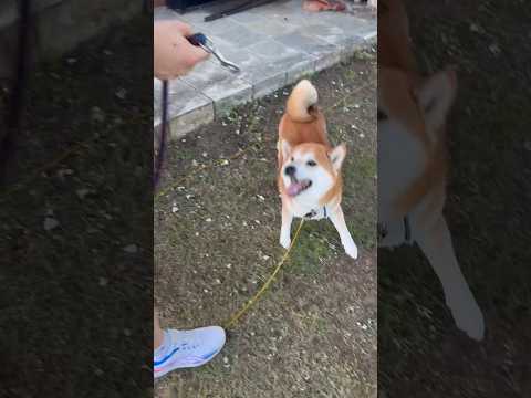 シバワンコ日記　お兄ちゃんと散歩　#しばいぬ #柴犬 #shibainu #日本の原風景