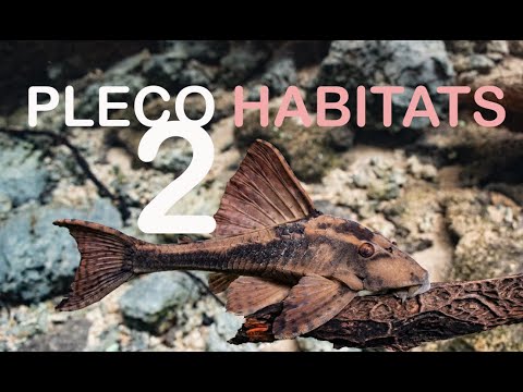Pleco habitats - Compilation, Part 2 Part 2 of our series showing different species of suckermouthed catfish (Loricariidae) in their natu