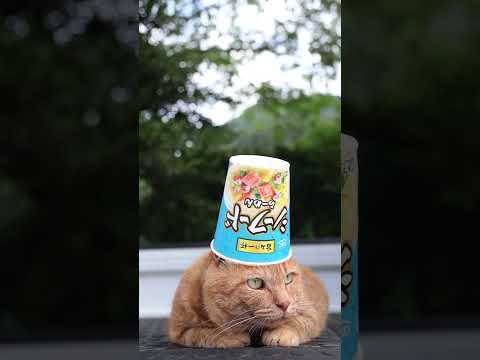 シーフードらーめんの旨みとかわいい猫に癒される動画説明 サムネイル