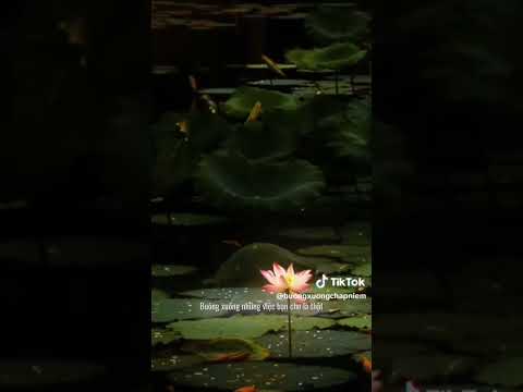 Buông xuống chấp niệm