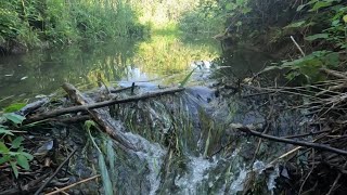 “BEAVERS OCEANIC MISTAKE” Unclogging Lake Drain By Removing Beaver Dam 