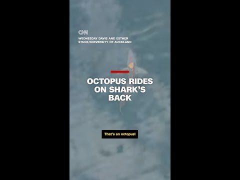 Octopus rides on shark's back
