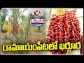 Date Palm  Cultivation In Ramayampet | Kharjura Farming | V6 Teenmaar