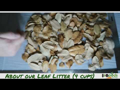 What to Expect with Our Leaf Litter Packages Leaf litter provides an integral part of your bioactive habitat.  It includes cover for isopods to 