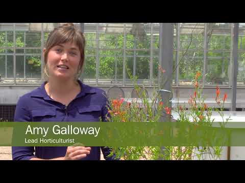 How to Plant Flame Acanthus on an Apartment Balcony | Wildflower
Center