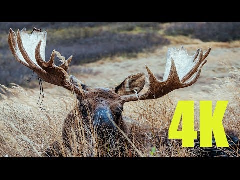 DEFEATED BULL MOOSE | SUPER UP CLOSE IN 4K