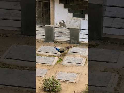 mausam mastana #shortsfeed #shorts #peacock #viral #mausam