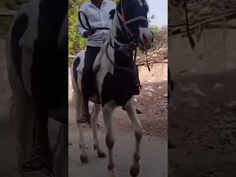 horse back dance 🥰 #djremix #horse #shorts #horselover #trending #horseriding #lilansingare #ghoda