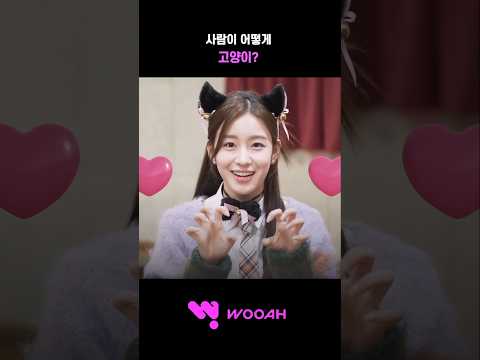 [우아! 우연] 누구 집 고양이가 이렇게 귀여운지 아시는 분?